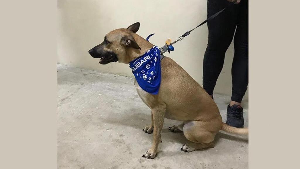 Dog on a leash wearing Subaru scarf